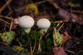 puffball fungus or in Latin Calvatia excipuliformis, growing in the forest on the humid soil between the autumn leaves and early. Royalty Free Stock Photo