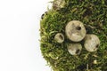 Puffball Fungus Mushrooms On Green Moss Background Isolated On White Background Surface