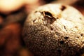 Puffball fungus releasing spores in woodland Royalty Free Stock Photo