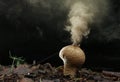 Puffball fungus spores Royalty Free Stock Photo
