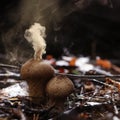 Puffball Fungus Spores