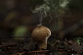 Puffball fungus Royalty Free Stock Photo