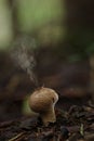 Puffball fungus spores Royalty Free Stock Photo