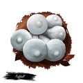 Puffball mushroom closeup digital art illustration. White boletus which clouds of brown dust spores emitted when fruitbody