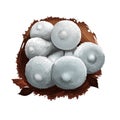 Puffball mushroom closeup digital art illustration. White boletus which clouds of brown dust spores emitted when