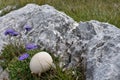 The puffball mushroom and the flowers growing from the rock crevice on the top of the mountain Royalty Free Stock Photo