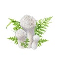 Puffball mushroom group with fern and green grass. Watercolor illustration. Common puffball forest mushroom group with