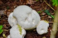 Puffball mushroom growing wild Royalty Free Stock Photo