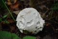 Puffball mushroom growing wild Royalty Free Stock Photo