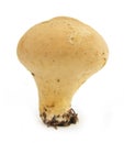 Puffball mushroom Lycoperdon perlatum on white