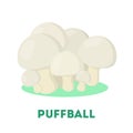 Puffball mushroom. Organic fresh fungus. Vegetarian raw