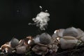 Puffball Mushroom releasing Spores dust in Tropical Rainforest.