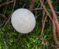 Puffball mushroom macro closeup