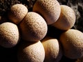 Puffball mushrooms close up