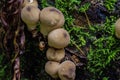 Puffball Mushrooms