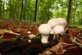 Puffball Mushrooms In Forest