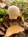 Puffball mushrooms