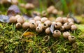 Puffballs