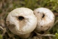 Puffballs Royalty Free Stock Photo