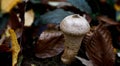 Puffballs mushroom photographed in the autumn forest, great micro world