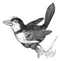 Puffbird Bucco macrorhynchus, vintage engraving Royalty Free Stock Photo