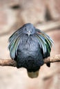 Puffed Bird on perch Royalty Free Stock Photo