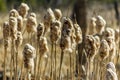 Puffed Cat-tails Royalty Free Stock Photo