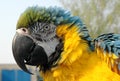 Puffed-out blue and gold macaw Royalty Free Stock Photo