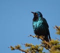 Puffed-up Cape Starling with inquisitive look