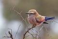 Puffed up purple roller sitting on a branch during cold morning Royalty Free Stock Photo