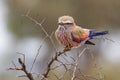 Puffed up purple roller sitting on a branch during cold morning