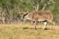 A puffed up and very aggressive whitetail buck Royalty Free Stock Photo