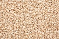 Puffed Wheat Cereal Royalty Free Stock Photo