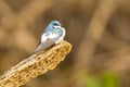 Puffed White Winged Swallow Perched on Rotted Wood Royalty Free Stock Photo