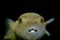 Puffer fish Royalty Free Stock Photo