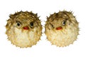 Puffer Fish Royalty Free Stock Photo