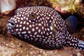 Puffer Fish Royalty Free Stock Photo