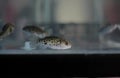 puffer fish in the aquarium Royalty Free Stock Photo