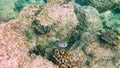 Puffer fish Arothron hispidus in coral reefs of warm waters of exotic islands.