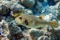 Puffer Fish - Arothron hispidus in the Red Sea