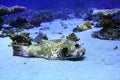 Puffer fish bowl Royalty Free Stock Photo