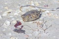 Puffer Fish Exoskeleton On The Beach