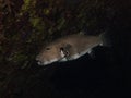 Puffer fish hiding in a shadow Royalty Free Stock Photo