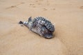 Puffer fish with inflated thorn aground dead on the beach Royalty Free Stock Photo