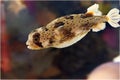 A puffer fish in a large aquarium. Royalty Free Stock Photo