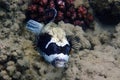 puffer fish from makadi bay Royalty Free Stock Photo