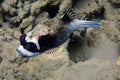 puffer fish from makadi bay Royalty Free Stock Photo