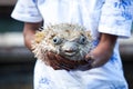 Puffer fish Royalty Free Stock Photo