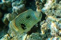 Puffer fish,Red sea Egypt Royalty Free Stock Photo