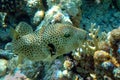 Puffer fish,Red sea Egypt Royalty Free Stock Photo